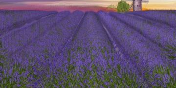 Lavendel